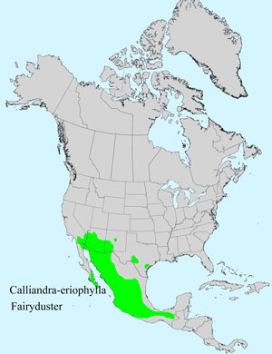 North America species range map for Fairyduster, Calliandra eriophylla: